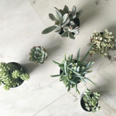 DIY Succulents for Mother’s Day