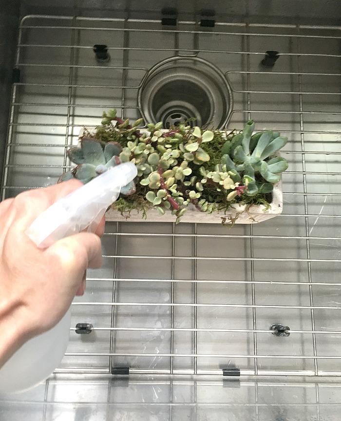 woman watering Succulents Mothers day gift