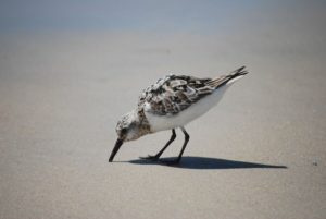 Topsail-bird