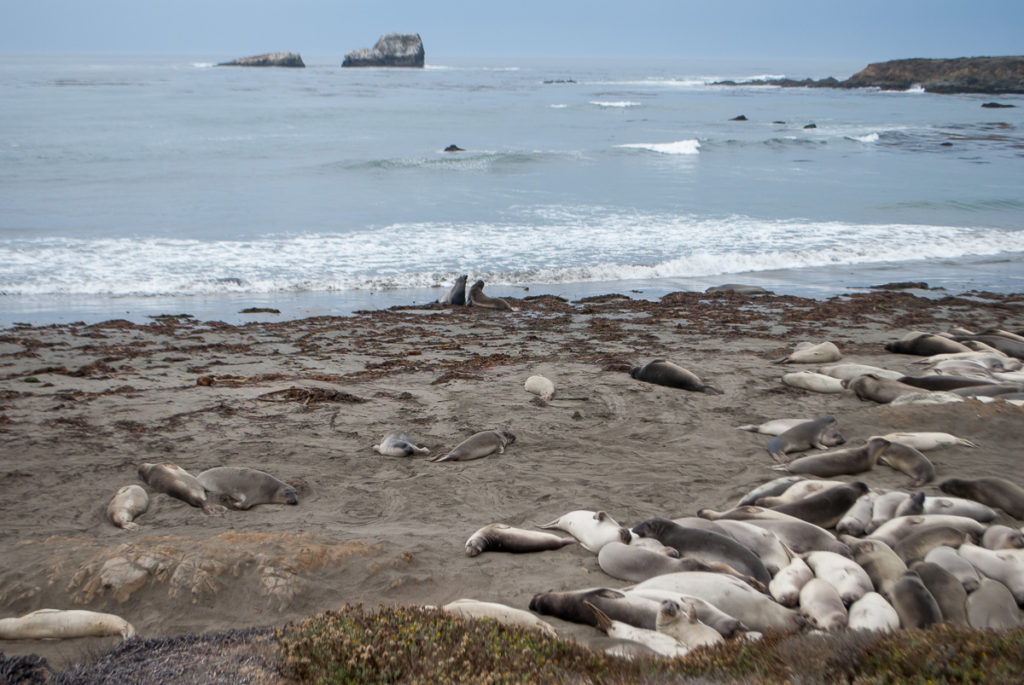 elephant-seals