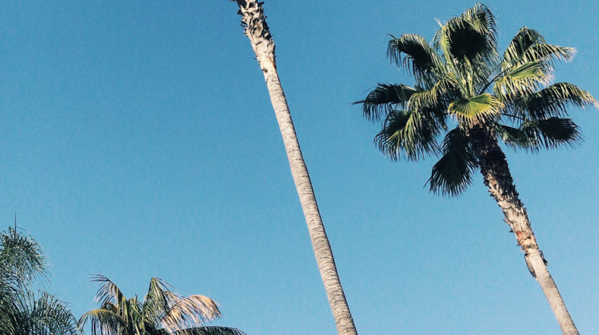 LA Palm Trees and Blue Sky