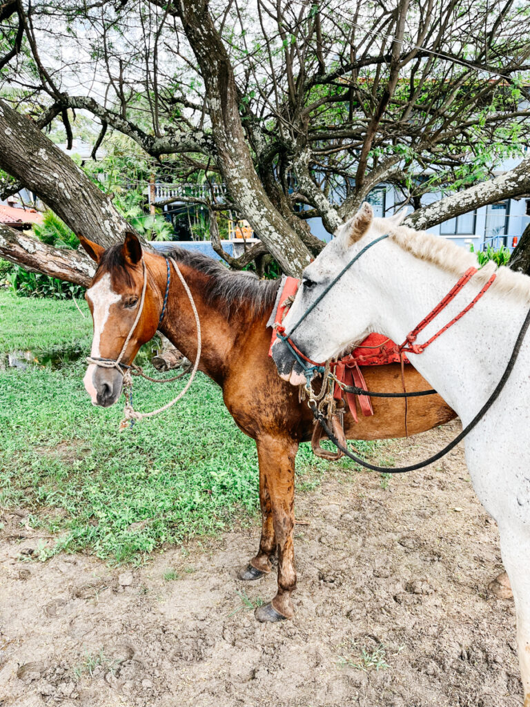 horses in costa rica